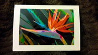 Bird of Paradise Card Greeting Cards/Prints- HRH Studio Boutique