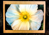 White Poppy Card Greeting Cards/Prints- HRH Studio Boutique