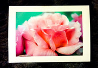 Fluffy Rose Card Greeting Cards/Prints- HRH Studio Boutique