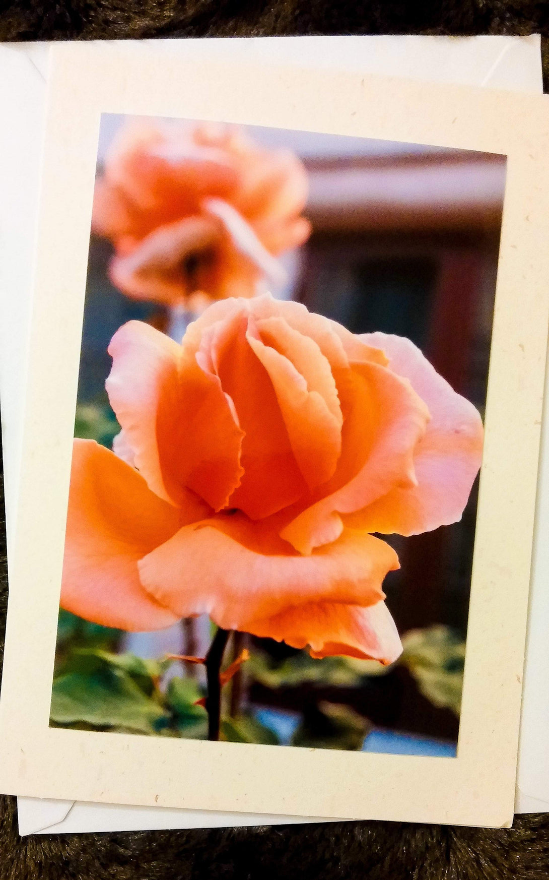 Spanish Rose Card Greeting Cards/Prints- HRH Studio Boutique